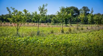 Agroforesterie haie talus bocage